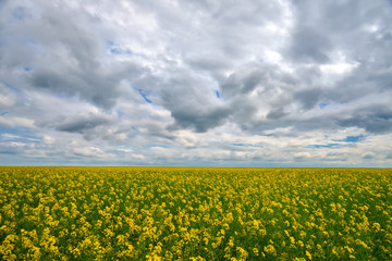 Obraz premium Canola or rape field and cloudy sky nature background 