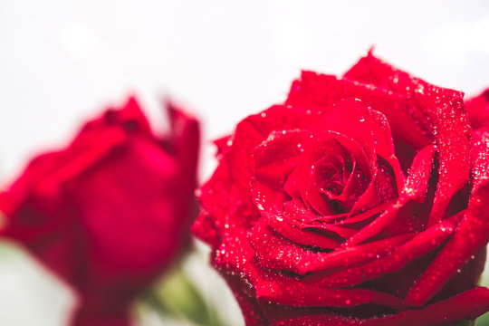 Top view and close up image on bright Red Rose and water drops for Valentine's Day