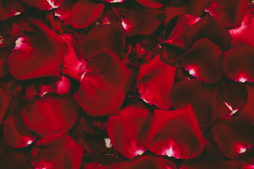 Beautiful red rose petals on dark background