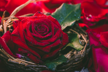 Beautiful red rose petals on dark background