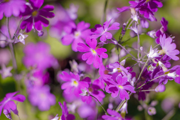 Fototapeta na wymiar Violet Flowers