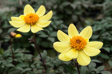 ハウス栽培の花（冬）