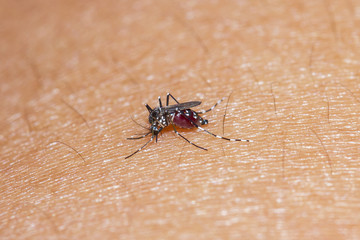 Mosquito-borne diseases infection zika virus (Aedes aegypti) on a white background, carrier of the dengue fever 