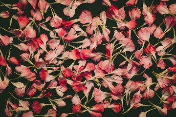 Beautiful bright pink carnation petals on dark background. Vintge image style