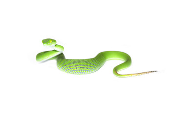Snake in nature,Green pit viper, Asian pit viper, Trimeresurus (Viperidae)