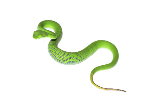 Snake in nature,Green pit viper, Asian pit viper, Trimeresurus (Viperidae)