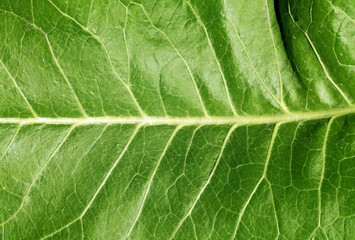 Green leaf texture