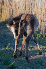     Foal, horse in the reeds in the swamps 