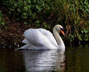 The Swan Lake