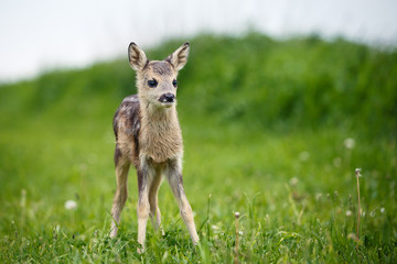 Naklejka na ściany i meble Young wild roe deer in grass, Capreolus capreolus. New born roe deer, wild spring nature.