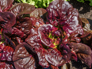 Lettuce plants in a raised bed at the herb garden at the Convent Inzigkofen on Upper Danube Valley, Swabian Alb, Baden Wuerttemberg, Germany, Europe