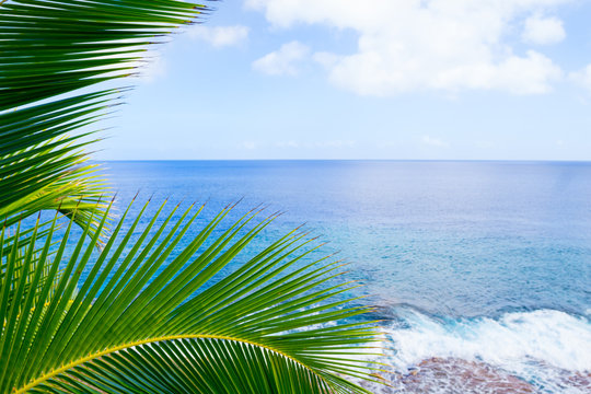 Fototapeta Tropical scene palm trees and fronds swaying in breeze over ocean  distant horizon and sky.