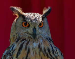 Portrait of a Eurasian Eagle owl