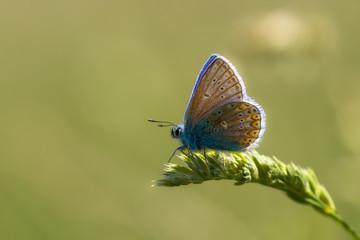 Male common blue butterfly on grass
