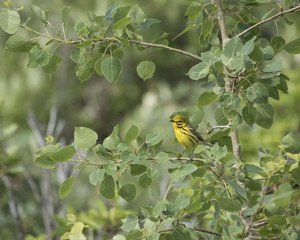 Prairy Warbler