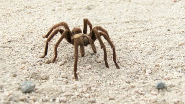 A Desert Tarantula, Aphonopelma Iodium, walks across a dirt road in Joshua Tree National Park