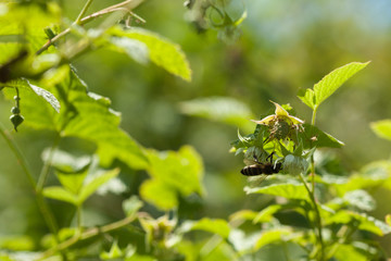 Bee gathering pollen a raspberry flowers.Collection of honey and pollination of plants.