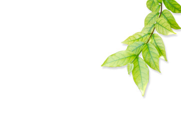 green leaf isolated on white background