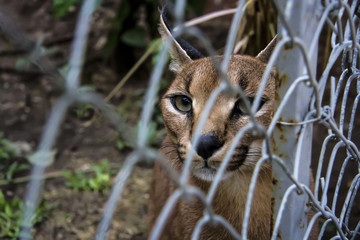 Caracal cat