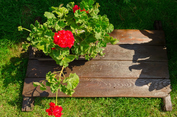 blooming red flower from garden in summer, pelargonium, Hungary