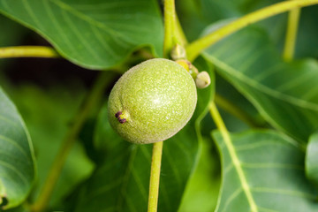 Green nuts on the tree