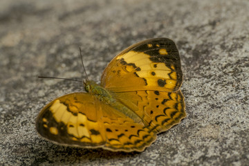 Asia Butterfly