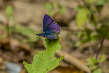 Asia Butterfly