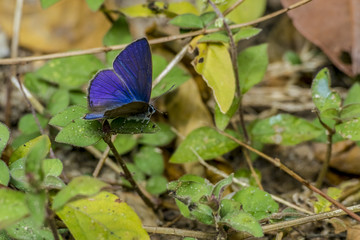 Asia Butterfly