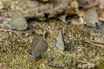 Asia Butterfly