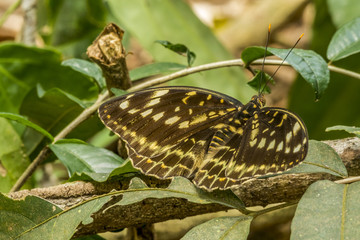 Asia Butterfly