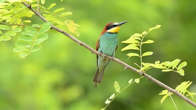 European bee-eater ( Merops apiaster )