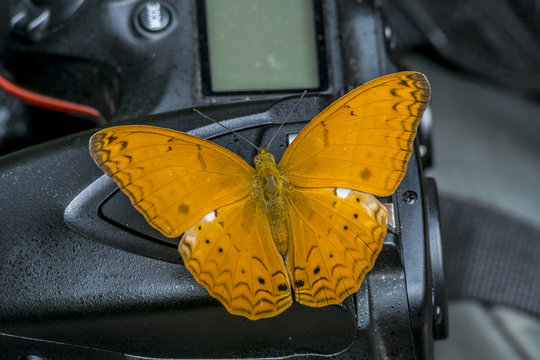 Asia Butterfly on camera