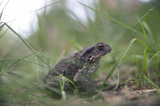 Toad in grass