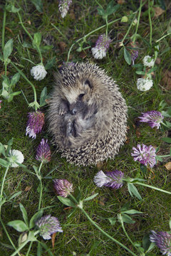 Hedgehog amongs flowers