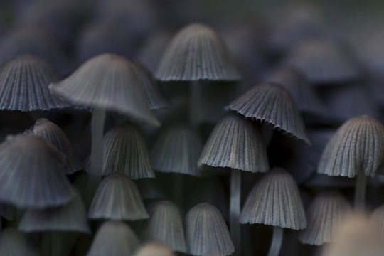 Close up of gray mushrooms