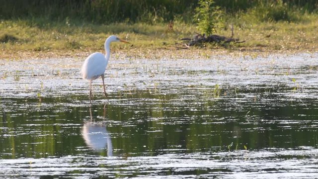 Great egret (Ardea alba), also known as the common egret, large egret or (in the Old World) great white heron.