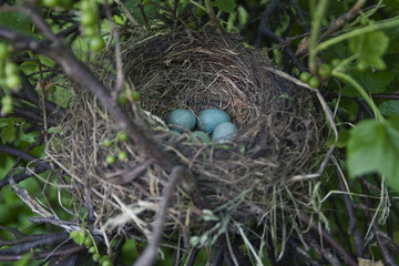 Bird nest with blue eggs