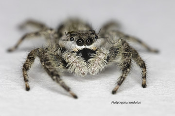 Platycryptus undatus