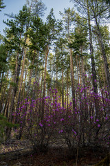 Fototapeta premium Цветущий багульник