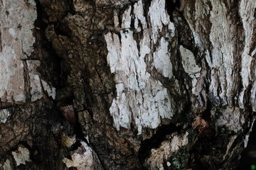 Tree Bark III