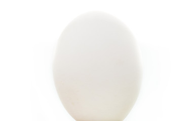 White egg isolated on white