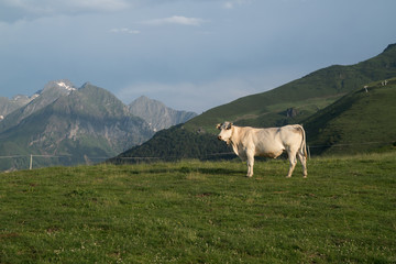 vache pature col d'azet france
