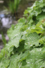 green plant morning dew