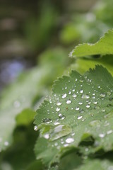 green leaf mornig dew
