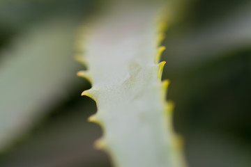  Aloe vera green plant closeup