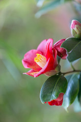 ピンクの椿