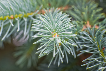 Naklejka na ściany i meble Sprig of spruce macro. Green and blue spruce. Fluffy and barbed tree branches