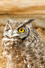 Owl sitting with his one eye closed