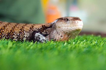 Lizard close up
