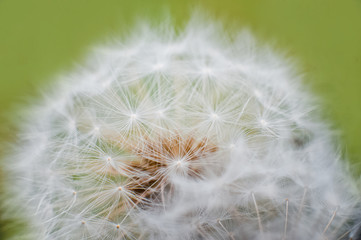 Dandelion macro. Faded dandelion with an insect. Pistils and stamens of dandelion